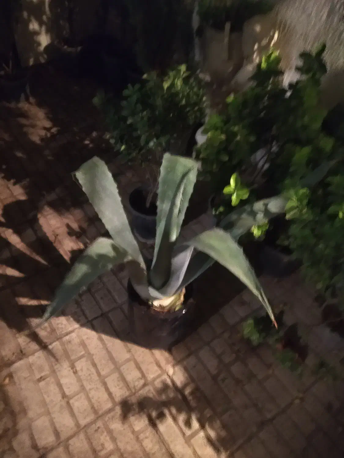 انواع کاج و شمشاد گلهای اپارتمانی|گل و گیاه طبیعی|کرج, فاز ۳ مهرشهر|دیوار