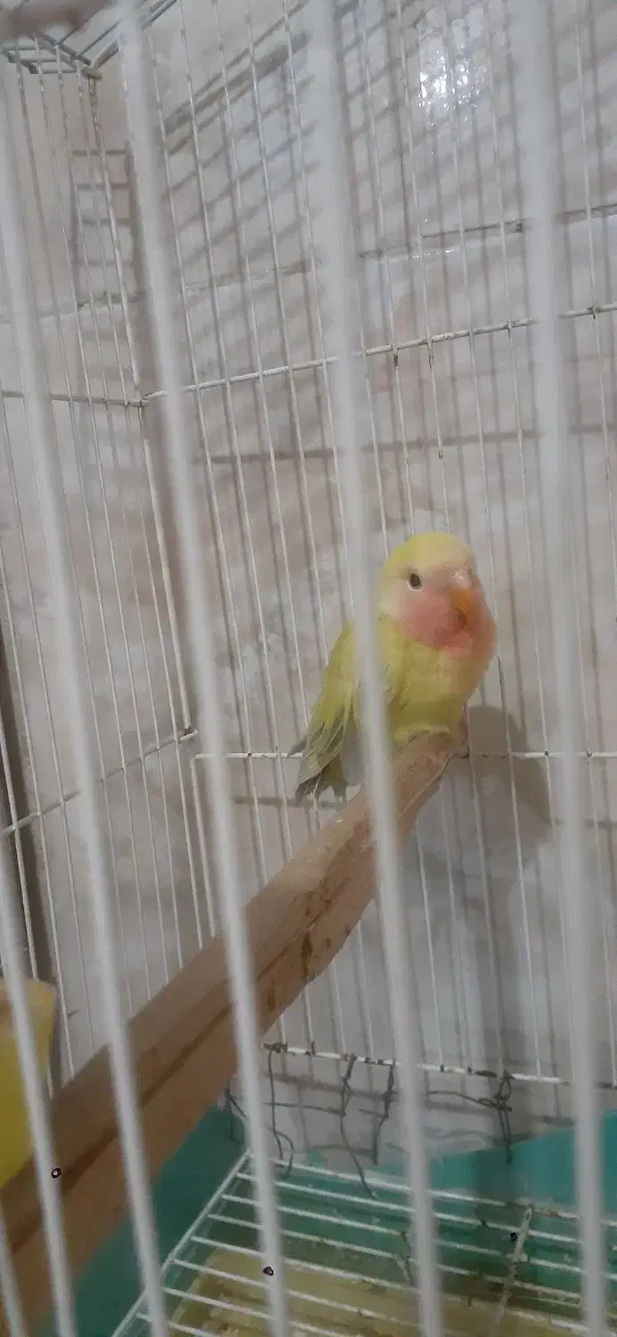 طوطی کوتوله|پرنده|شیروان (خراسان), |دیوار