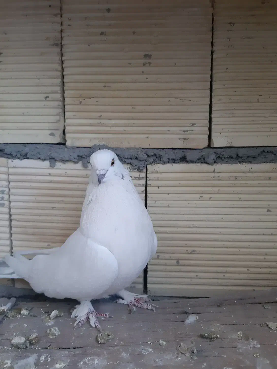 کبوتر ماده|پرنده|بروجن, |دیوار