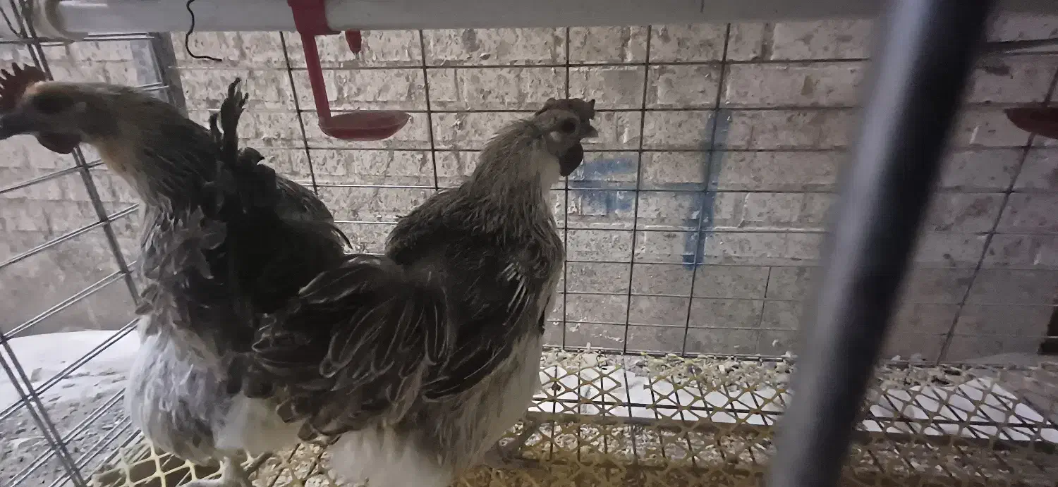 خروس و مرغ ایام سمانی و لاکندزی و قفس|حیوانات مزرعه|سبزوار, ولیعصر (نجار آباد)|دیوار