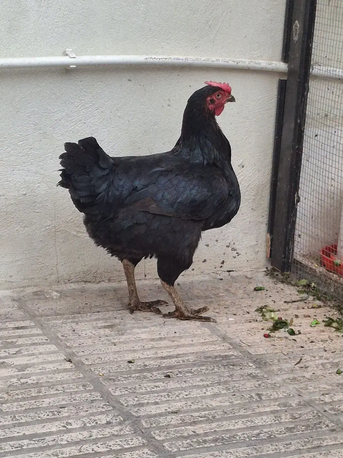 مرغ محلی اصل اصل تخمگذار|حیوانات مزرعه|ری, سیزده آبان|دیوار