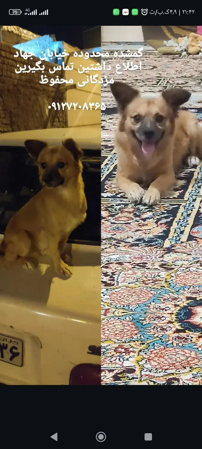 گمشده|حیوانات|سبزوار, جهاد کشاورزی|دیوار