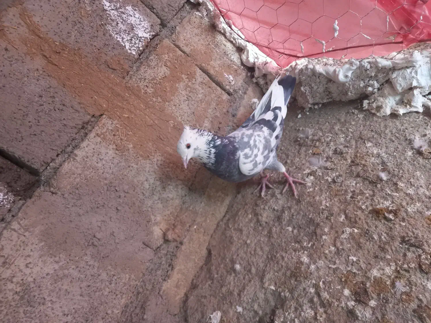 کبوتر|پرنده|اسدآباد, |دیوار