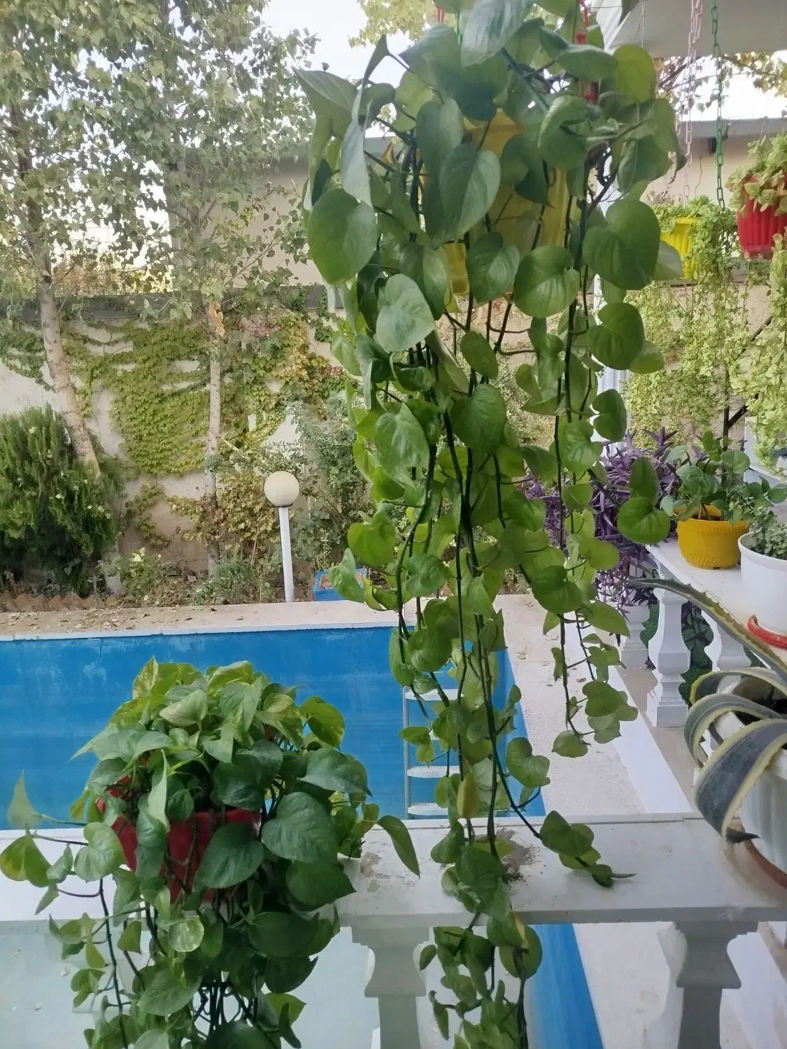 گیاه پتوس سالم وشاداب|گل و گیاه طبیعی|رامجین, |دیوار