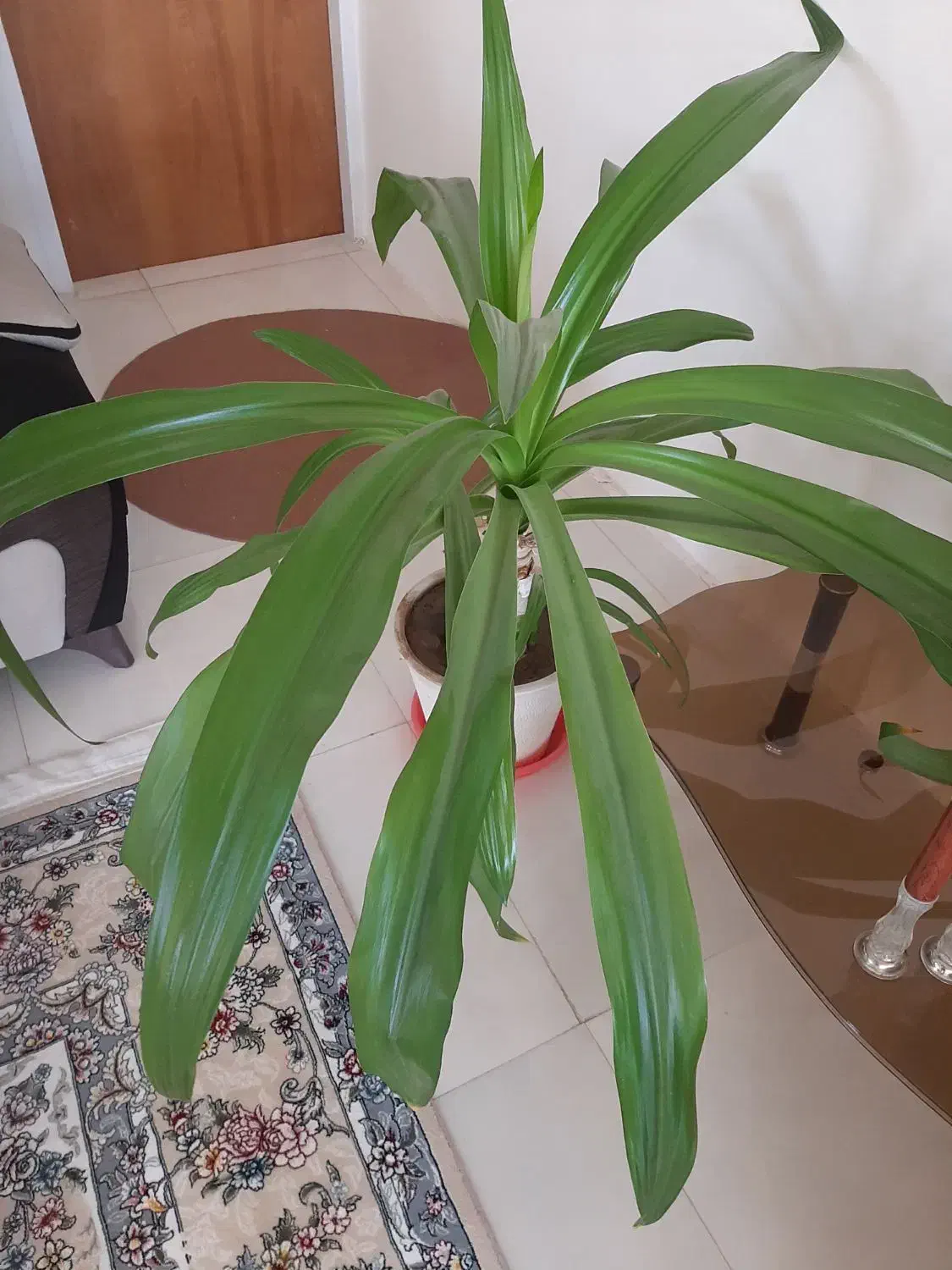 گل سوسن انکبوتی|گل و گیاه طبیعی|اقلید, |دیوار