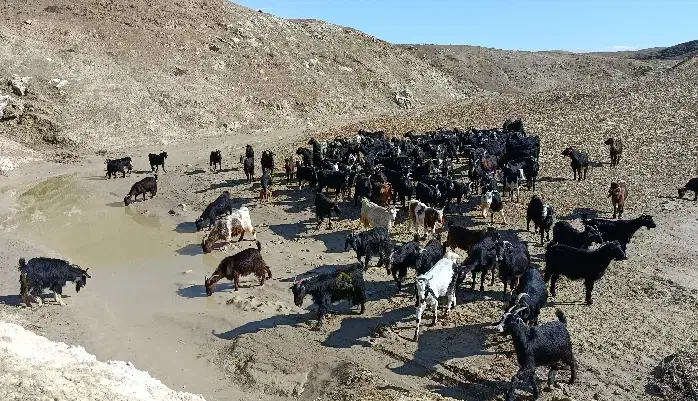 بز میش داشتی اصیل|حیوانات مزرعه|دهدشت, |دیوار