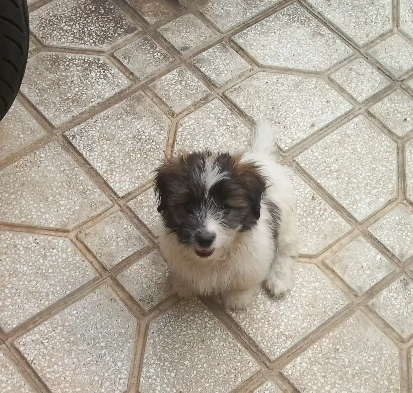 سگ بازیگوش وخندان|سگ|سبزوار, جوادیه شرقی|دیوار