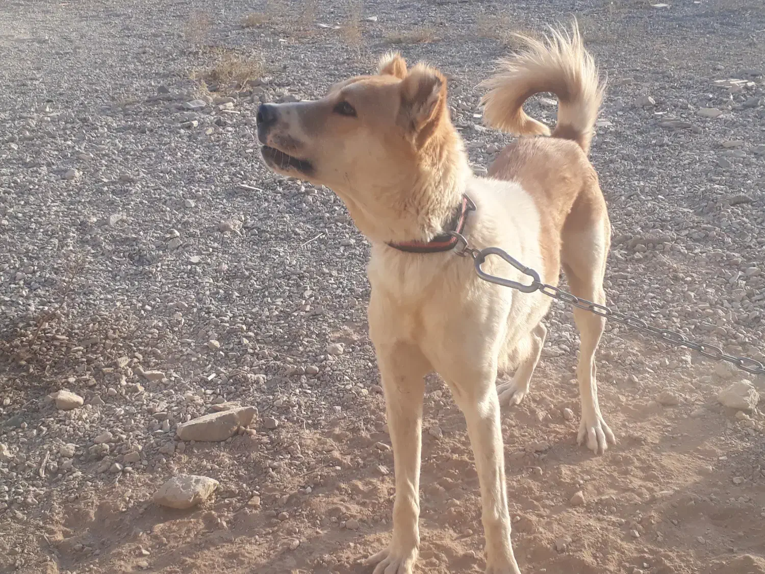 سگ نگبان|سگ|مبارکه, |دیوار