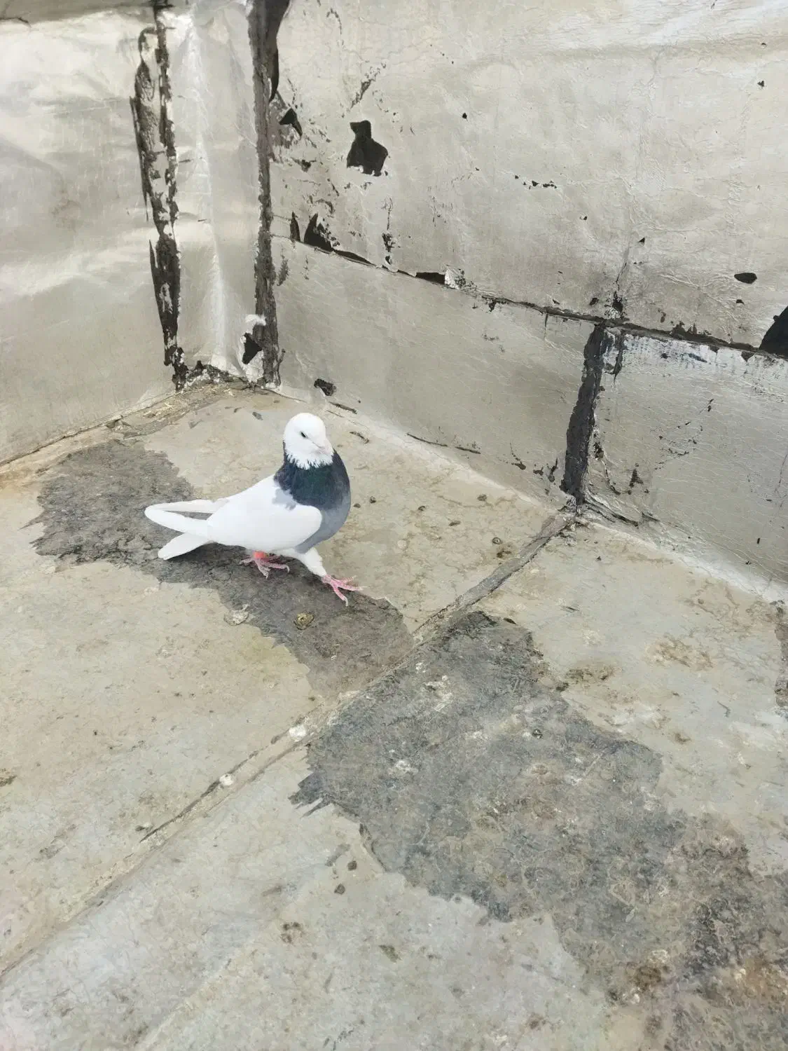 طوقی صحرایی نر|پرنده|بهار, |دیوار