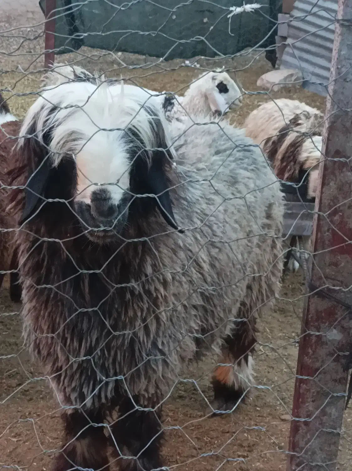 فروش یک شیشک قوچ|حیوانات مزرعه|ارمند, |دیوار