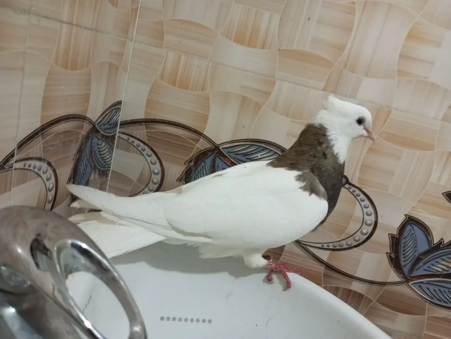 کبوتر طوقی|پرنده|گله دار, |دیوار