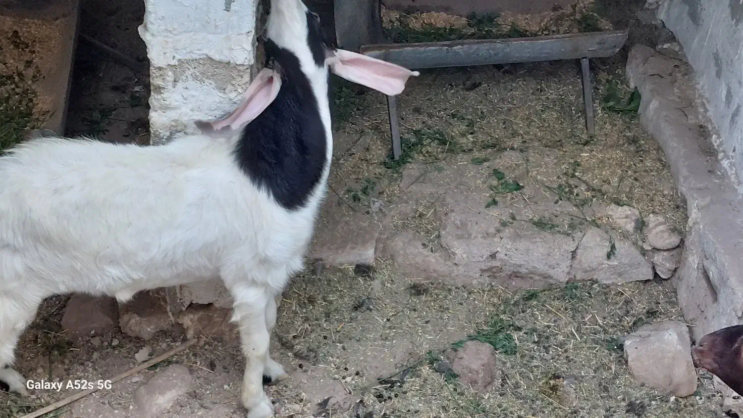 پازن بزرگ مخصوص گله|حیوانات مزرعه|بندر دیر, |دیوار