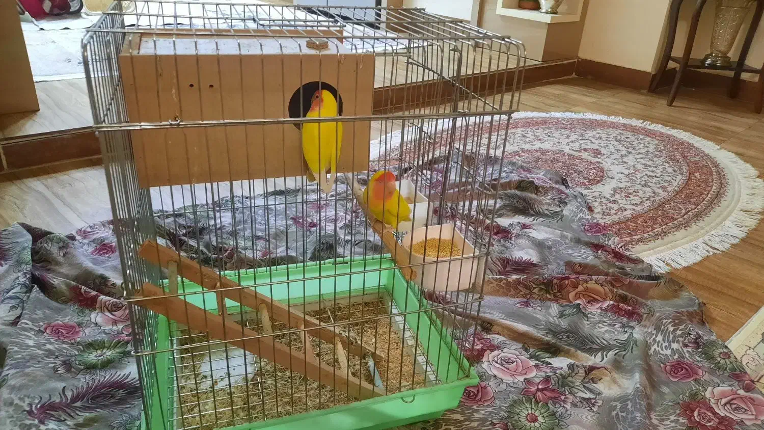 فروش طوطی برزیلی|پرنده|نهاوند, |دیوار