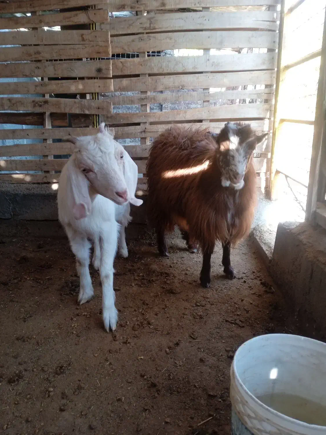 بزغاله ماده فروشی|حیوانات مزرعه|اسلامیه, |دیوار