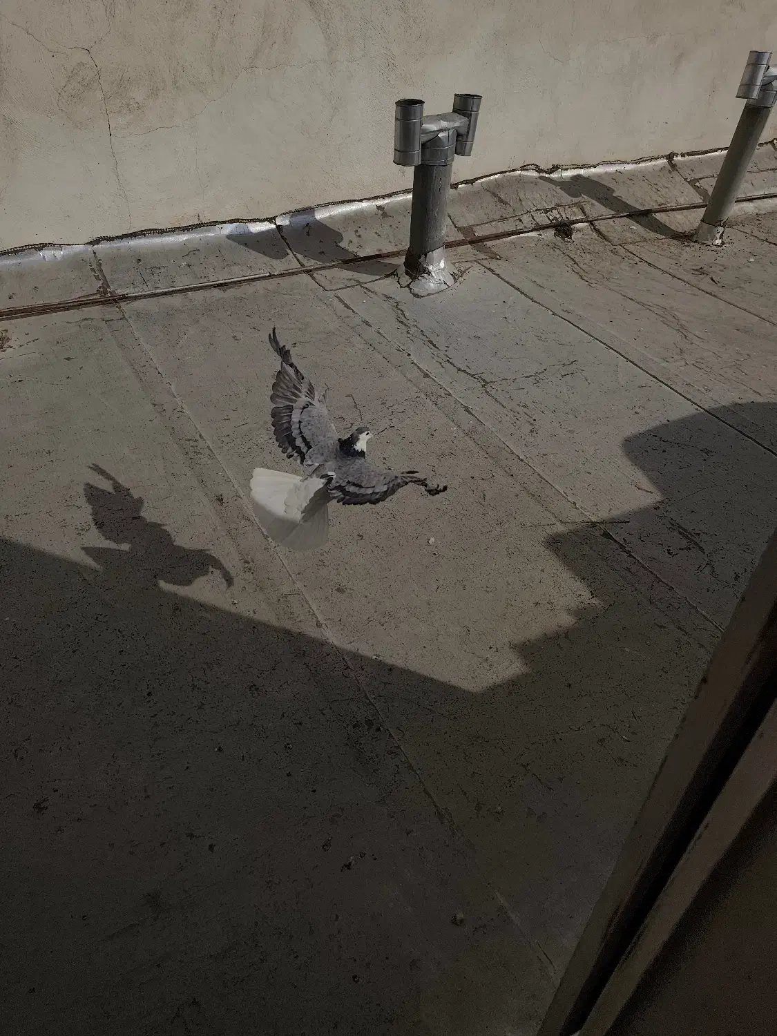 دمگیر|پرنده|اصفهان, سرتاوه|دیوار