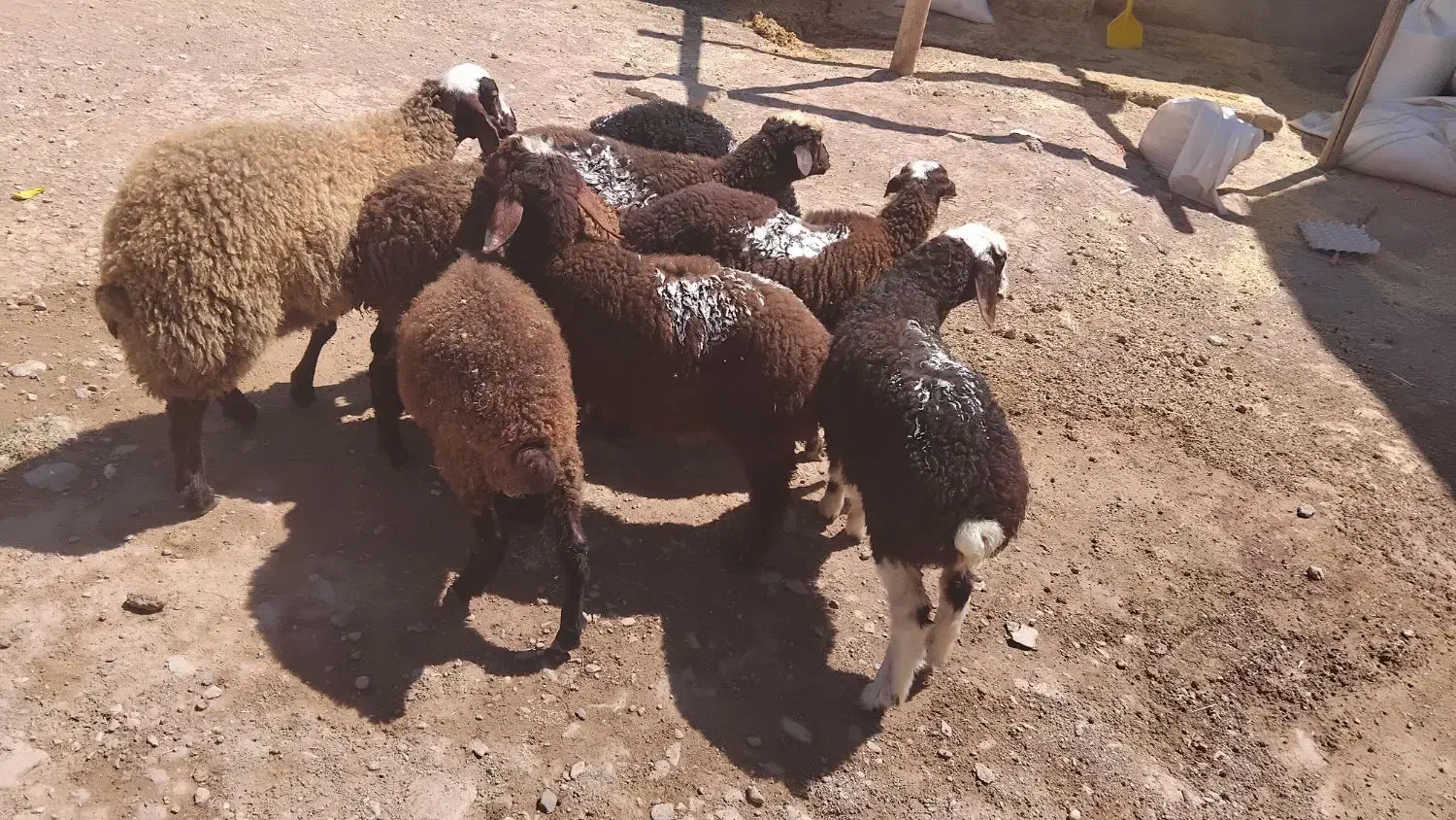 میش وشیشک گوسفند|حیوانات مزرعه|قزوین, |دیوار