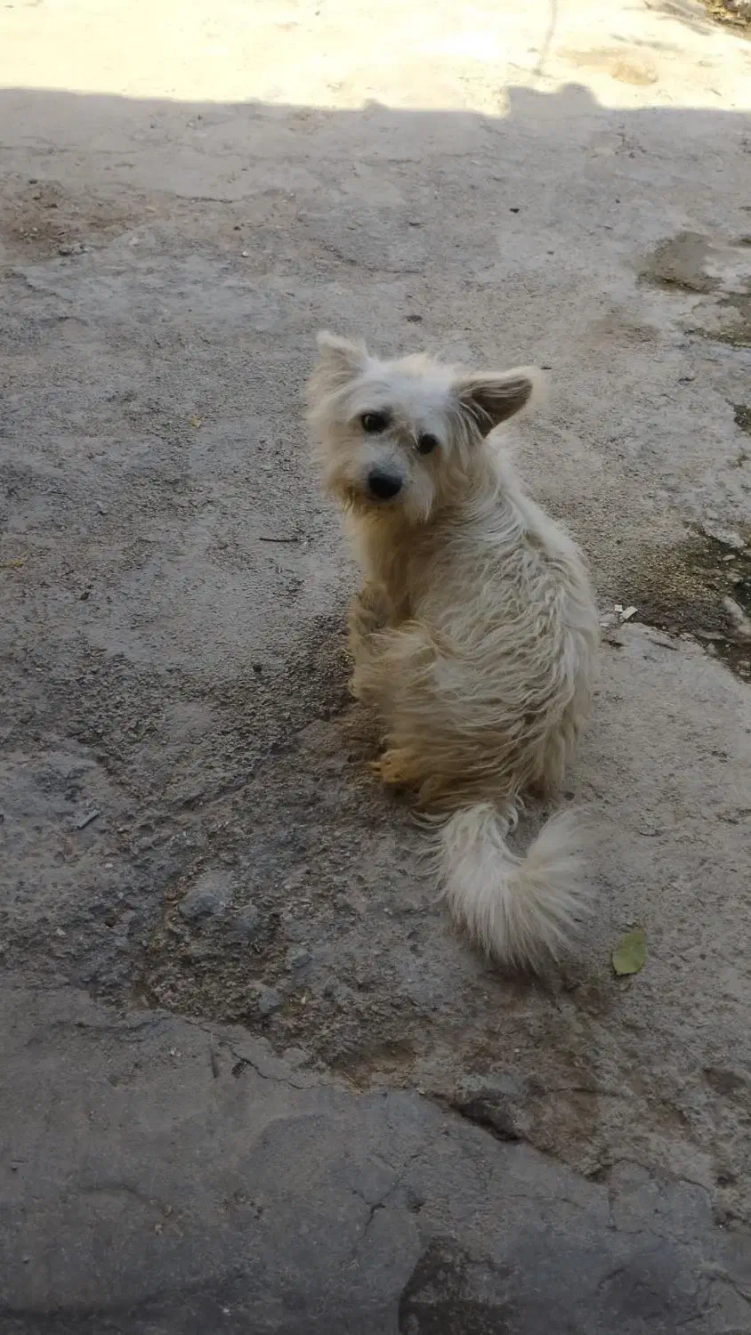 شیتزو نر دوساله|سگ|کلاله, |دیوار