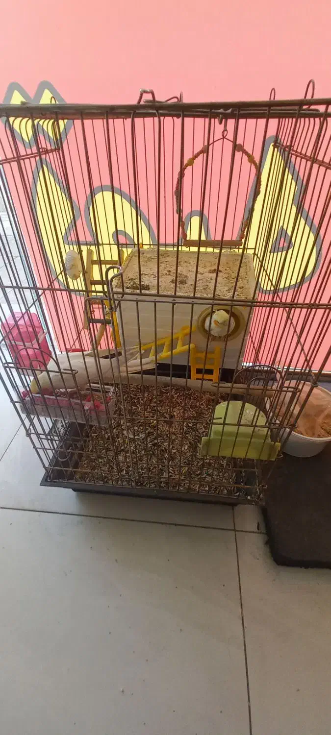 عروس هلندی|پرنده|ماهدشت, |دیوار