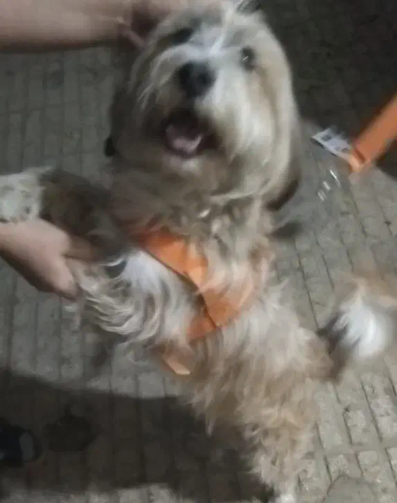 واگذاری ،معاوضه سگ شیتزو|سگ|اسلام‌شهر, مطهری|دیوار