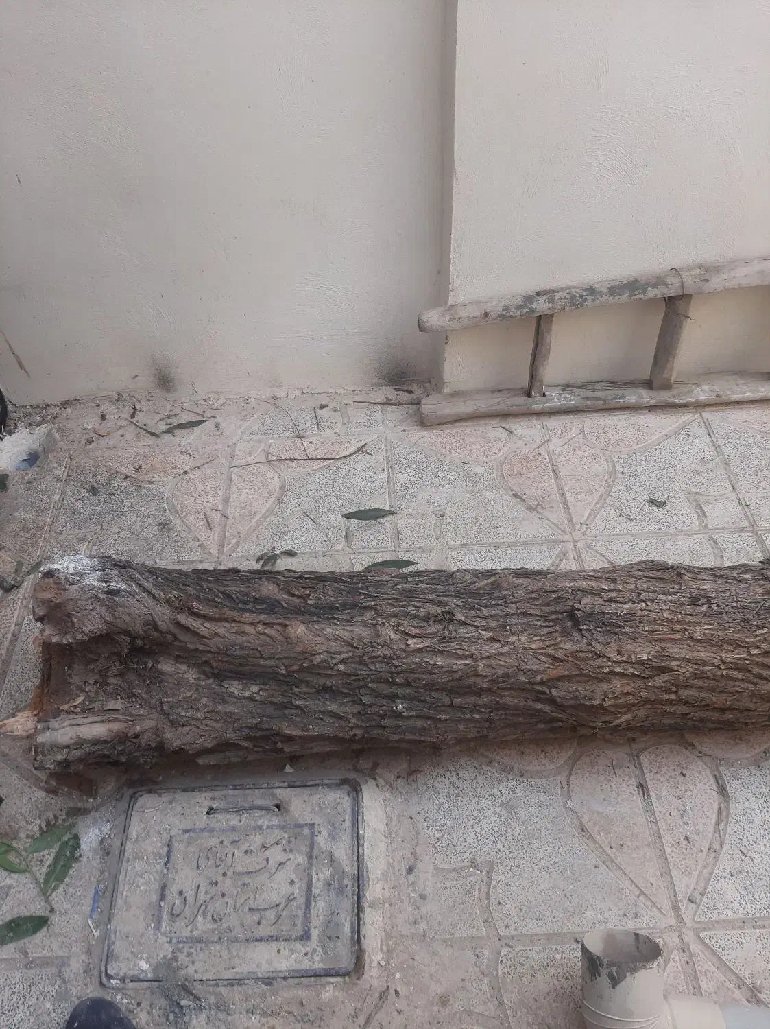 تنه ی درخت|گل و گیاه طبیعی|محمدشهر, شهرک چمران|دیوار