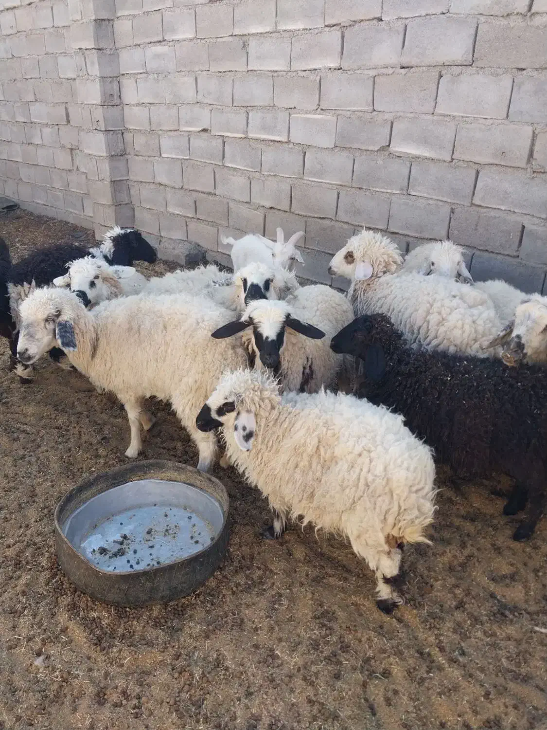 گوسفند|حیوانات مزرعه|نهبندان, |دیوار