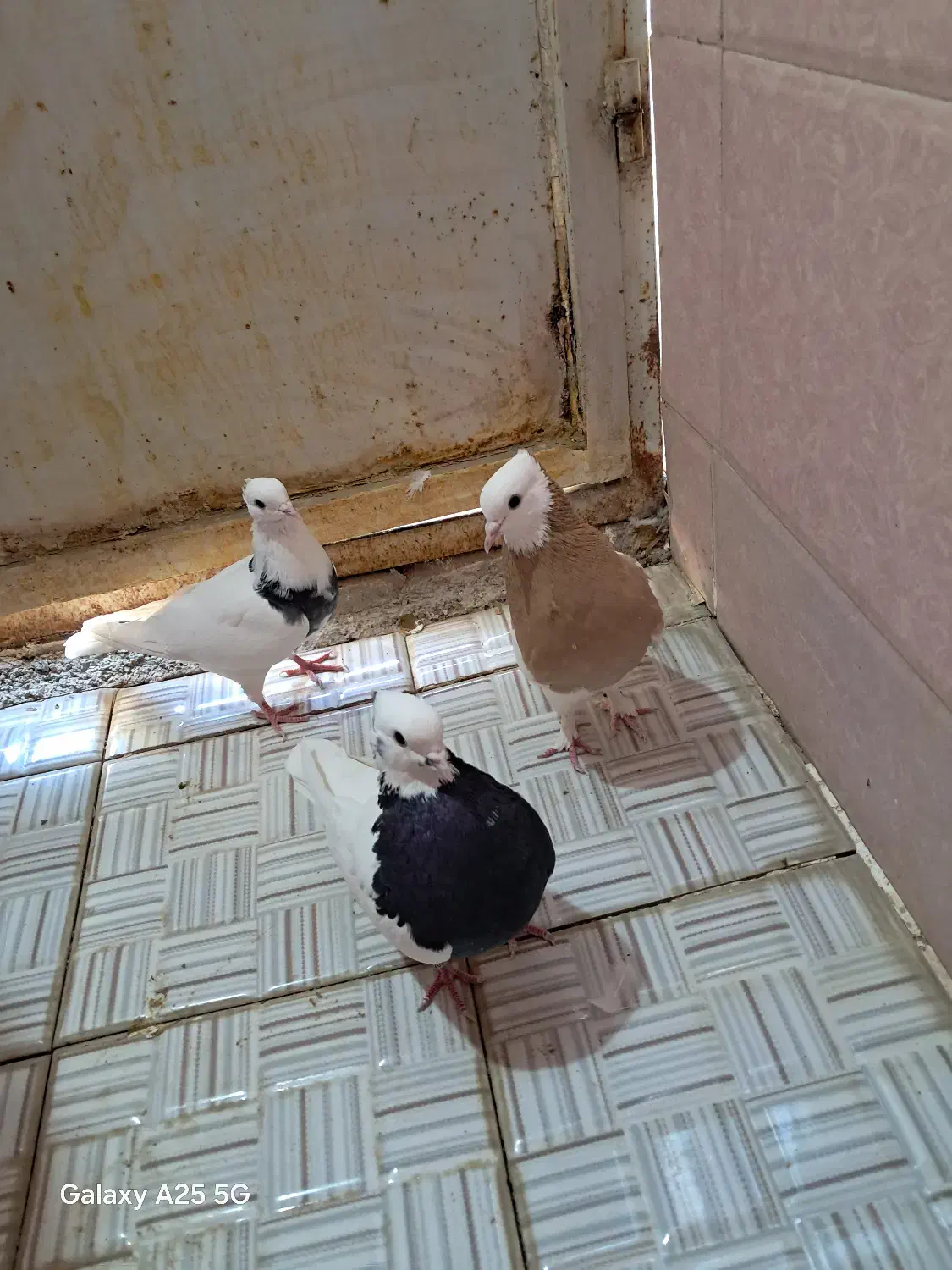 کبوتر طوقی|پرنده|شیراز, شهرک کوشکک|دیوار