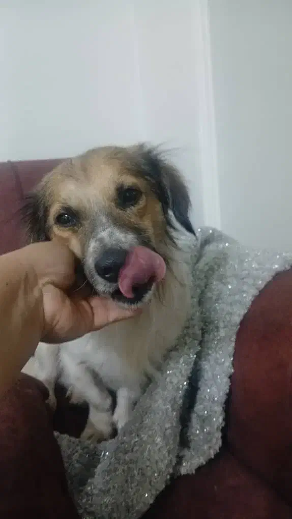 سگ یه ساله|سگ|ماهدشت, |دیوار