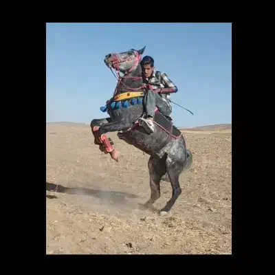 اسب مادیان  کرد|اسب و تجهیزات اسب‌سواری|کمیجان, |دیوار