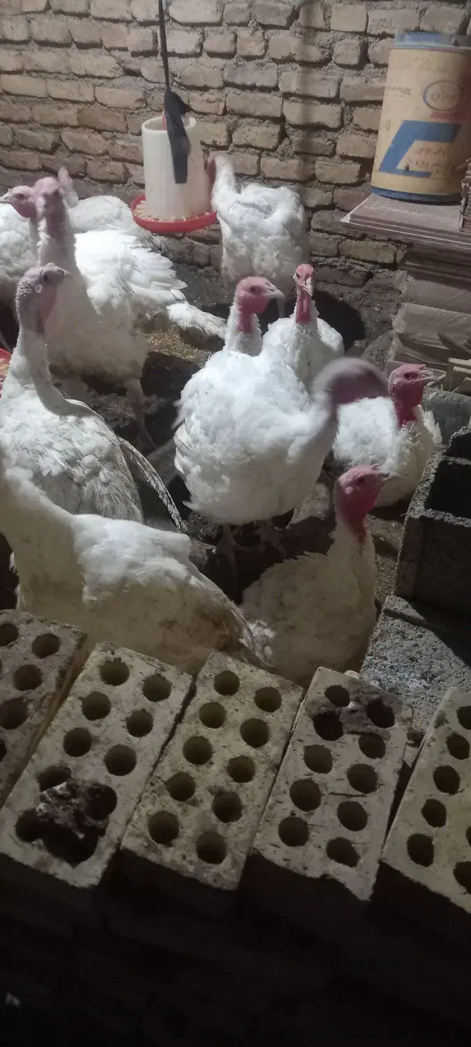 بوقلمون گوشتی|حیوانات مزرعه|انبارآلوم, |دیوار