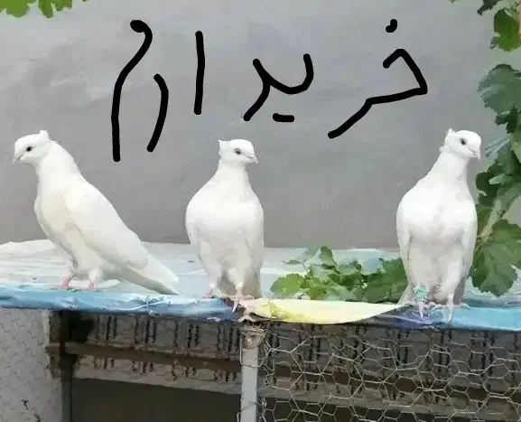 کبوتر سفید کاکل|پرنده|اهواز, بهارستان|دیوار