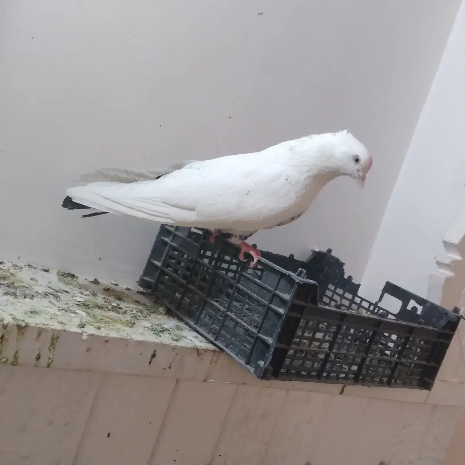 کبوتر|پرنده|کبودرآهنگ, |دیوار