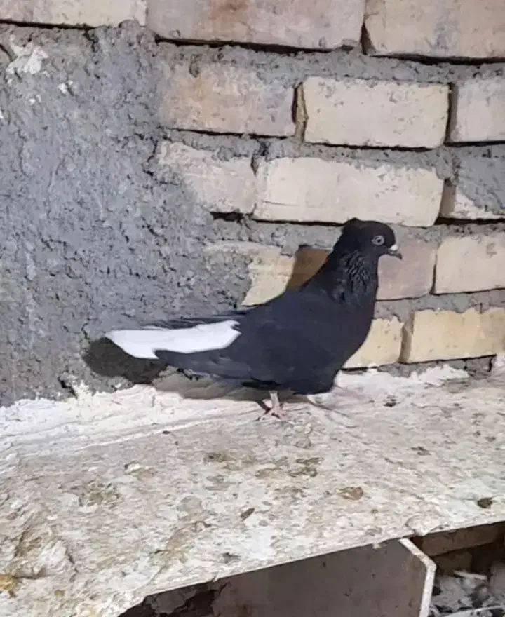 کبوتر دمسفید ماده|پرنده|بیجار, |دیوار