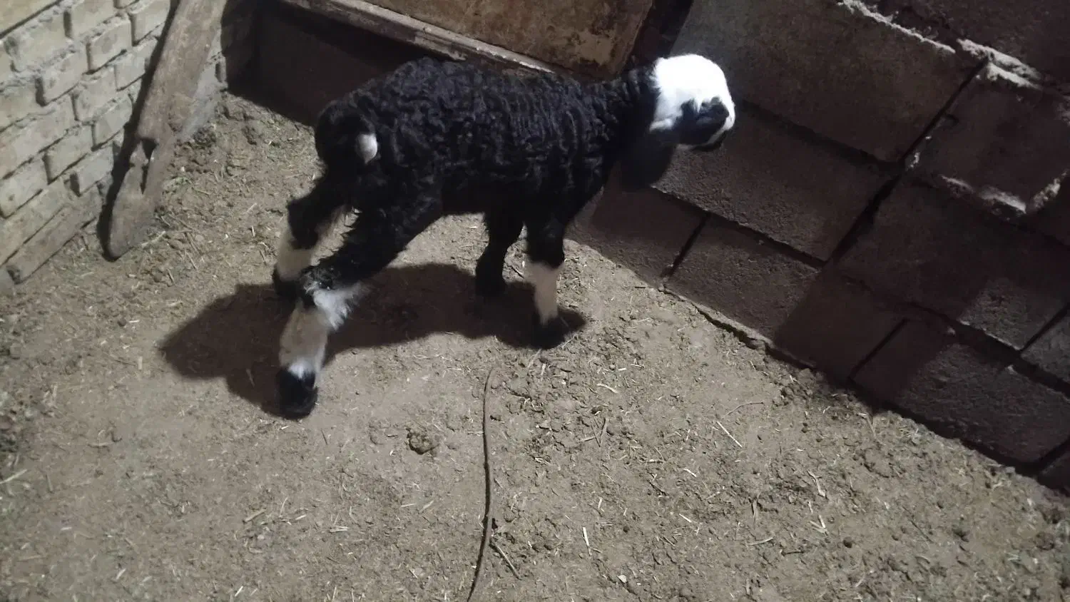 میش و بره|حیوانات مزرعه|گتوند, |دیوار