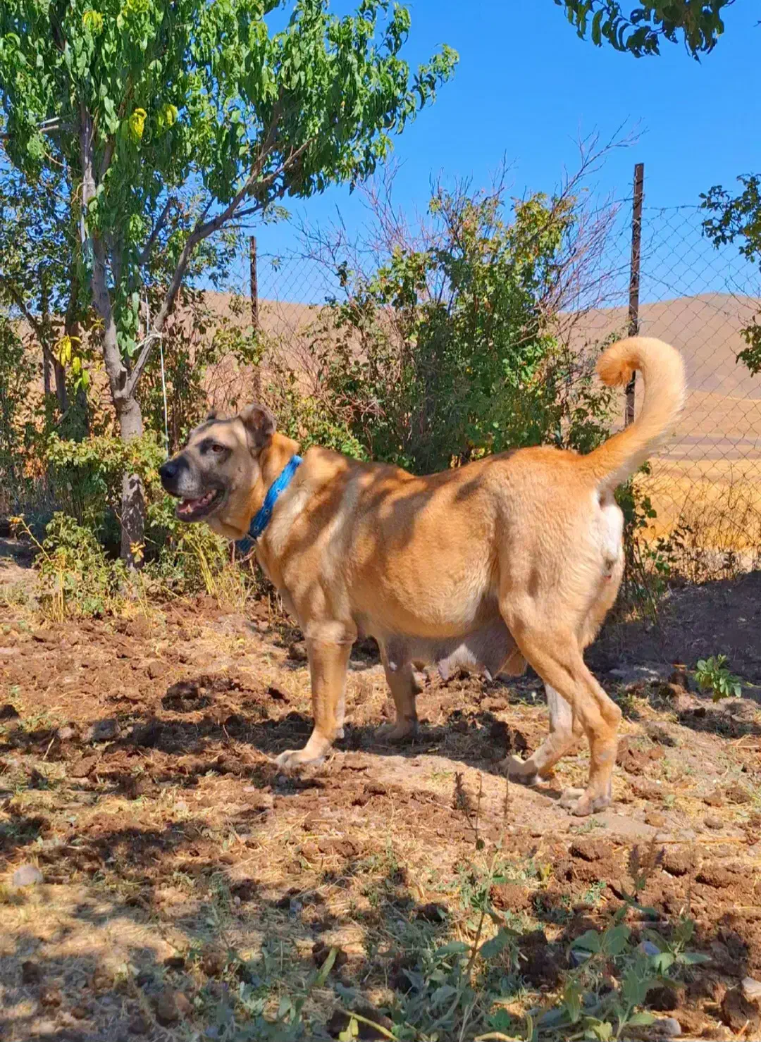 ماده سرابی اصیل|سگ|فردیس, شهرک شهید حسینی|دیوار