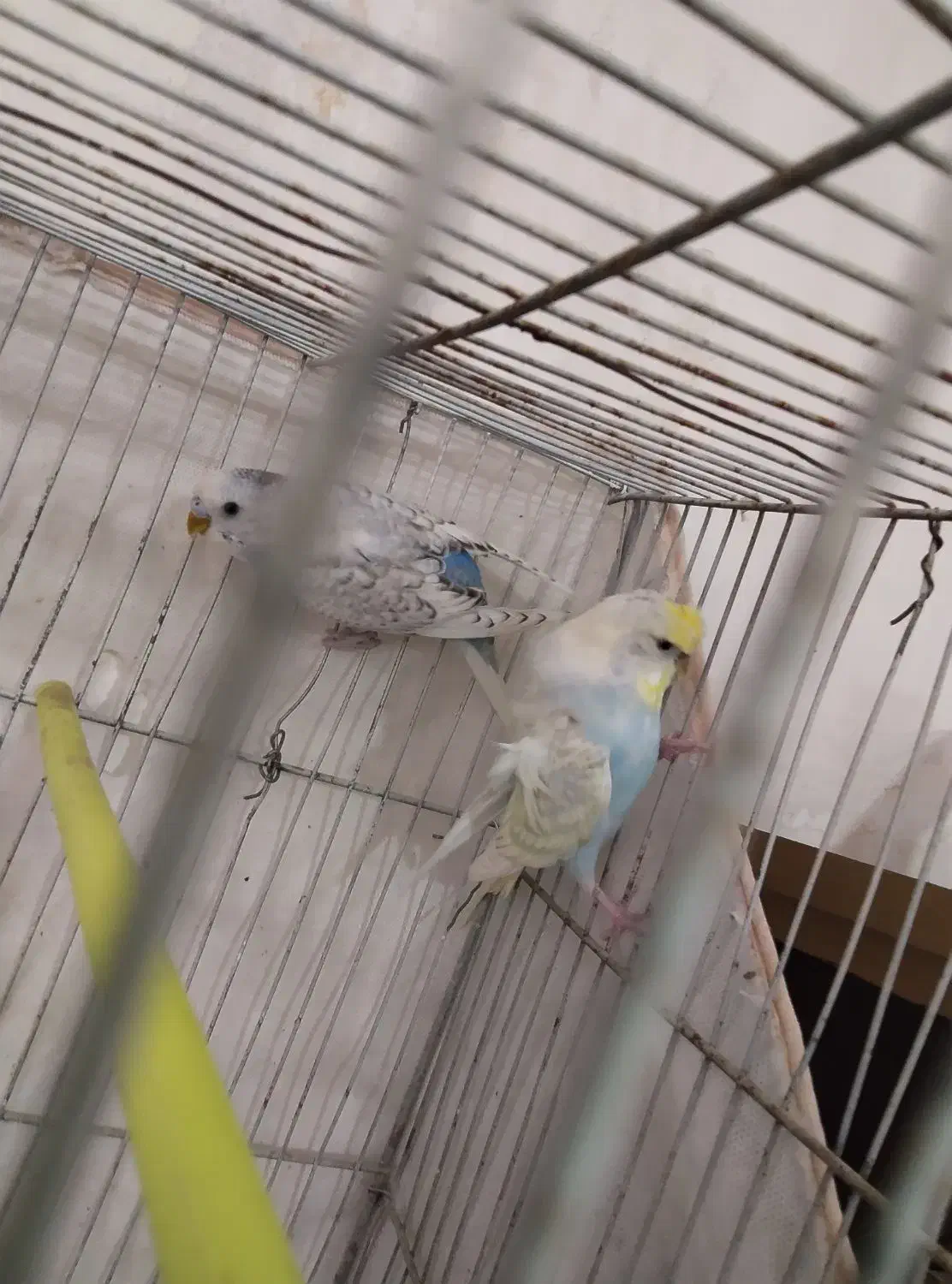 پرنده...|حراج|تربتحیدریه, پائین ولایت|دیوار