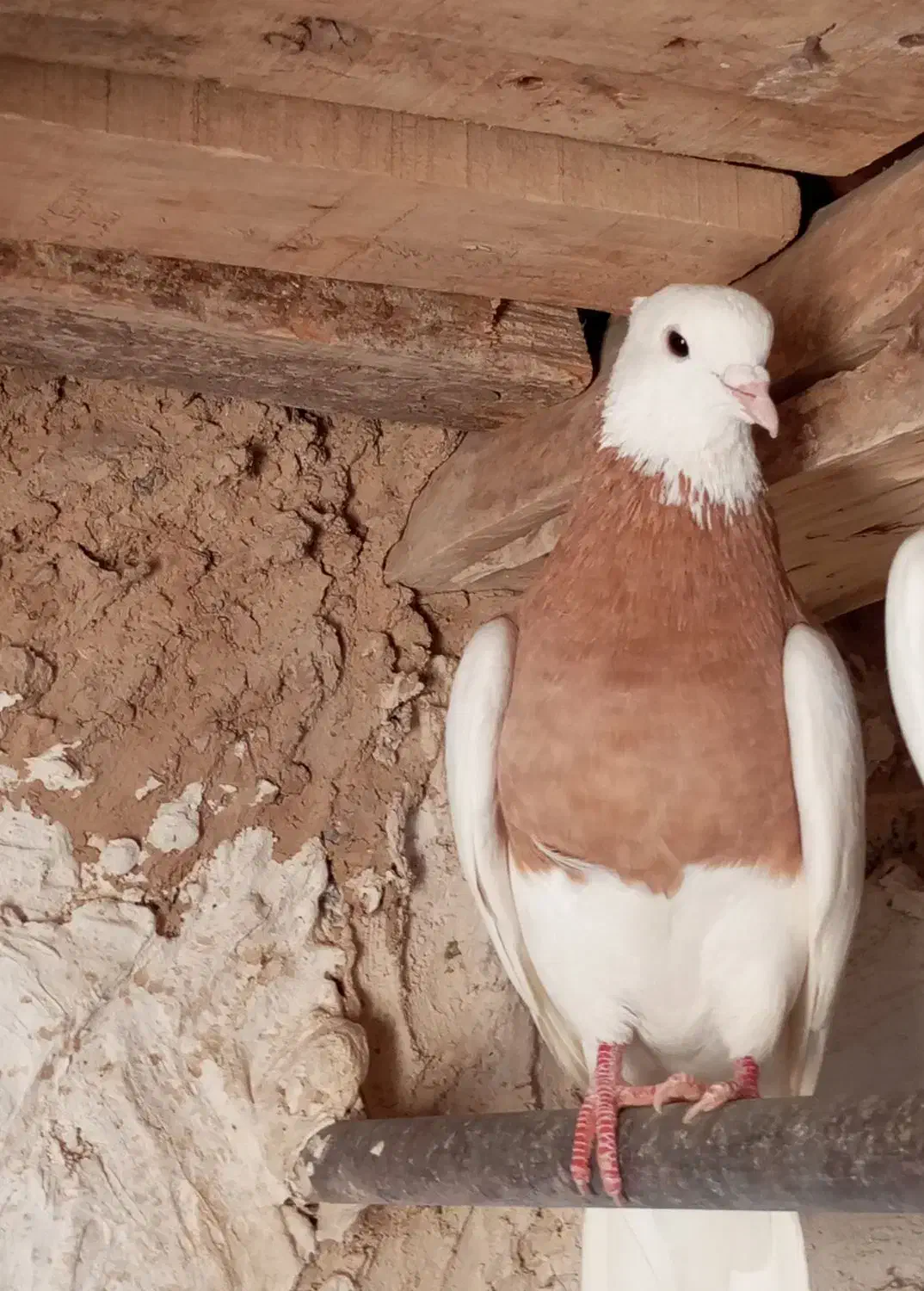 کبوتر طوقی بدونه غلط|پرنده|دهگلان, |دیوار