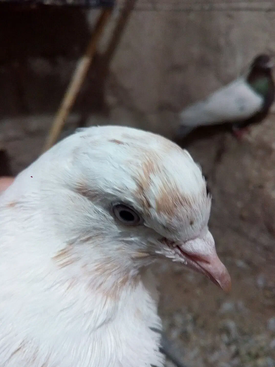 کبوتر پاکستانی و تهرانی|پرنده|هامون, |دیوار