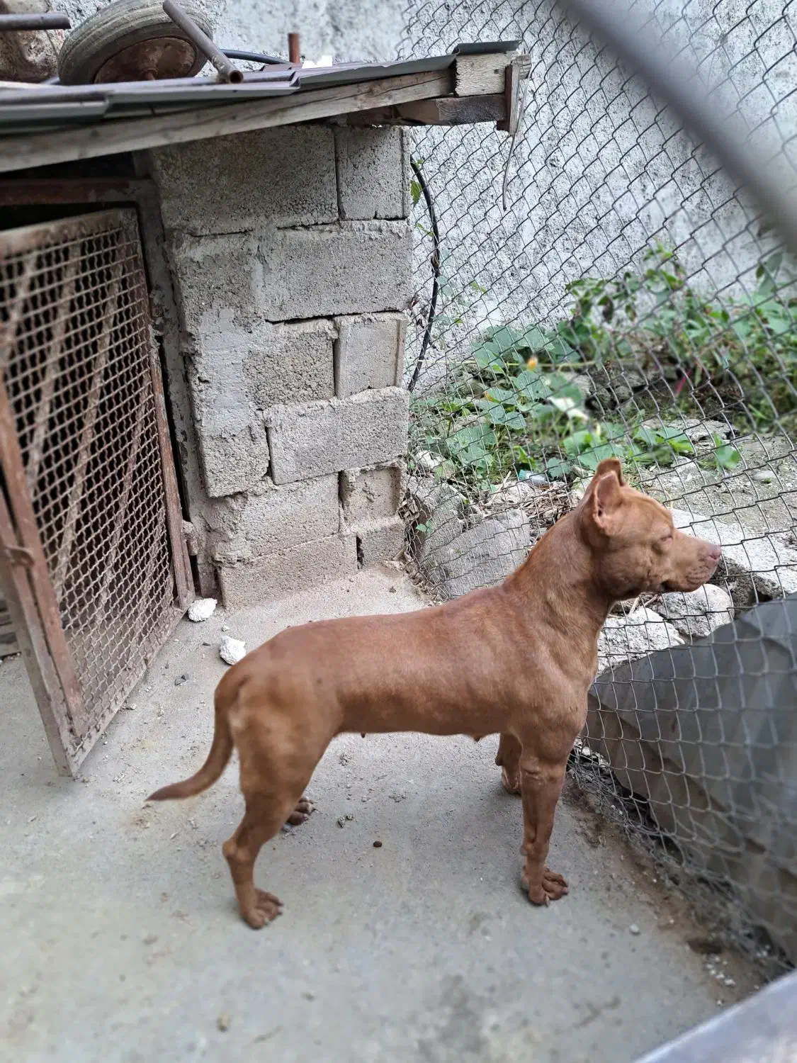 سگ پیتبول|سگ|نشتارود, |دیوار