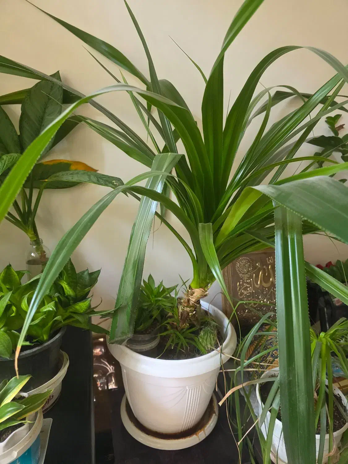 ۳ عدد گل پاندانوس|گل و گیاه طبیعی|شیراز, پودنک|دیوار