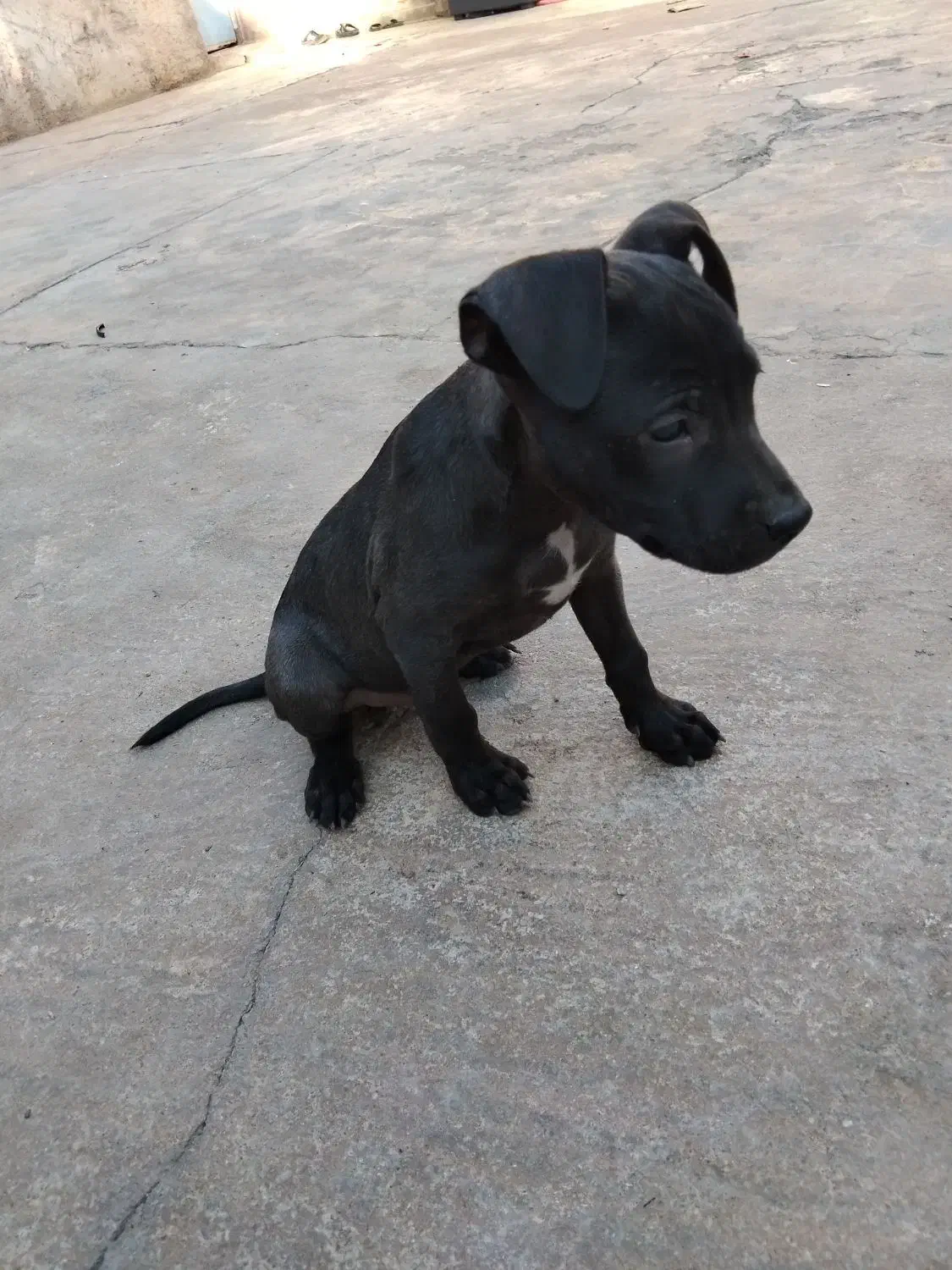 حیوان|سگ|مسجد سلیمان, |دیوار