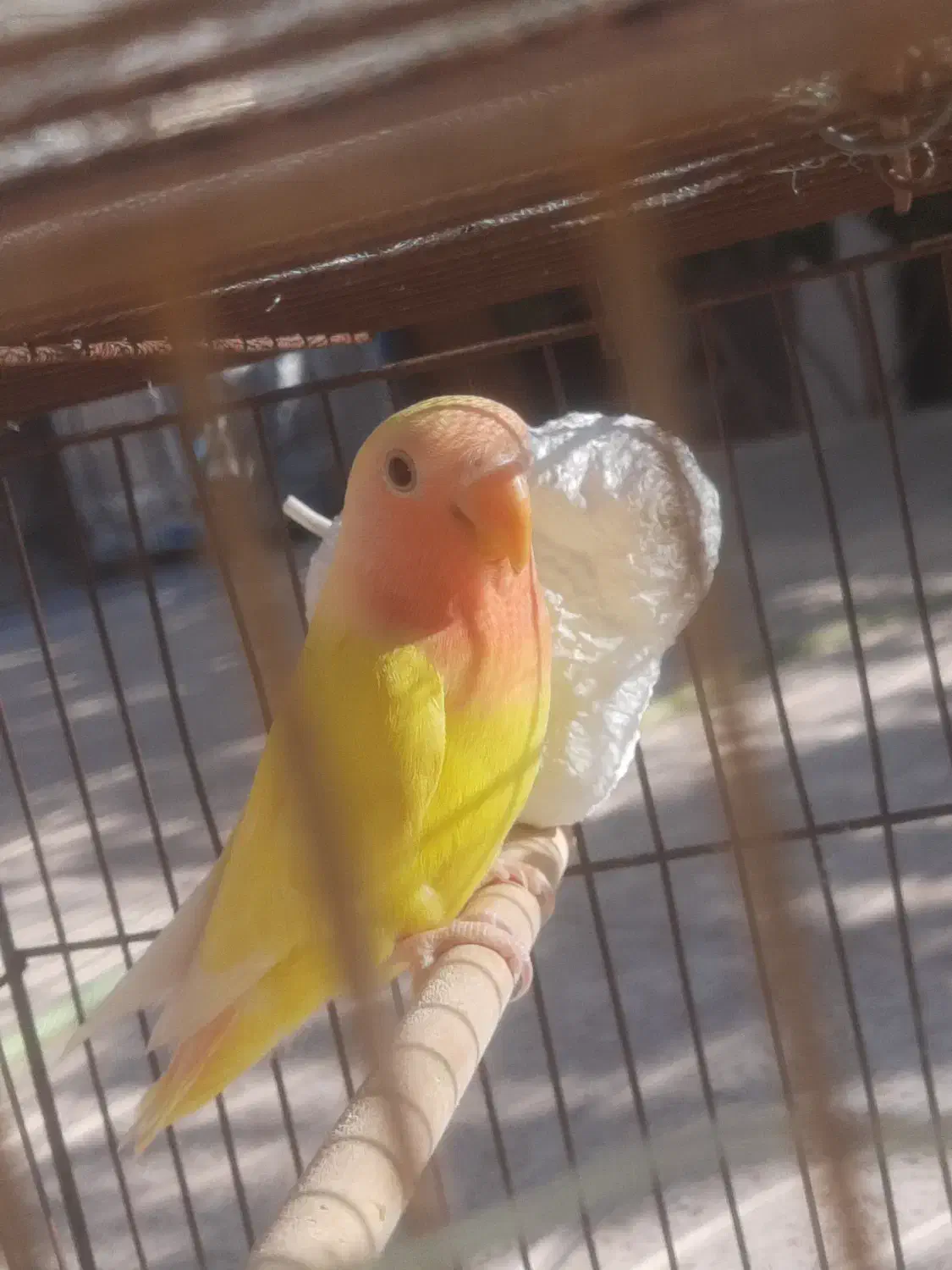 طوطی برزیلی|پرنده|بوئین زهرا, |دیوار