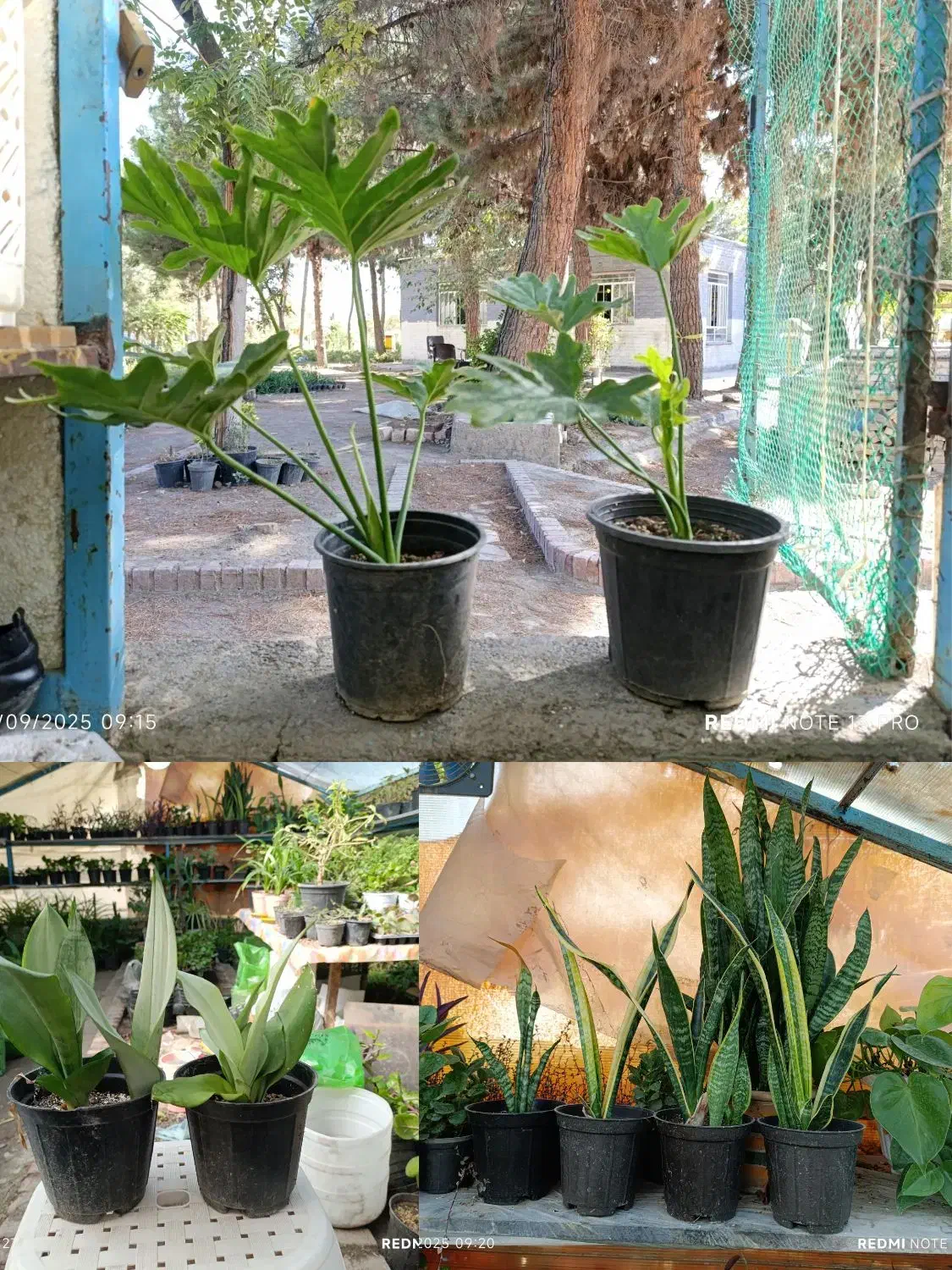 گل و گیاه آپارتمانی|گل و گیاه طبیعی|مشهد, رضاشهر|دیوار