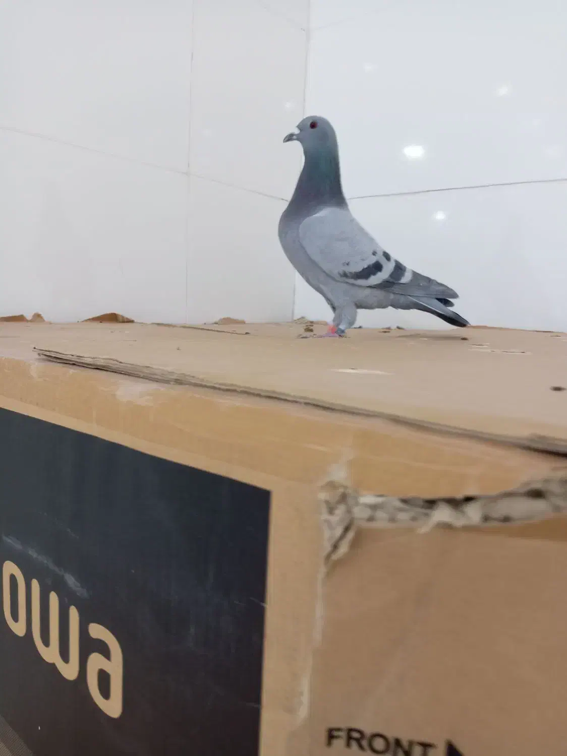 سبز مسافتی|پرنده|خواف, |دیوار