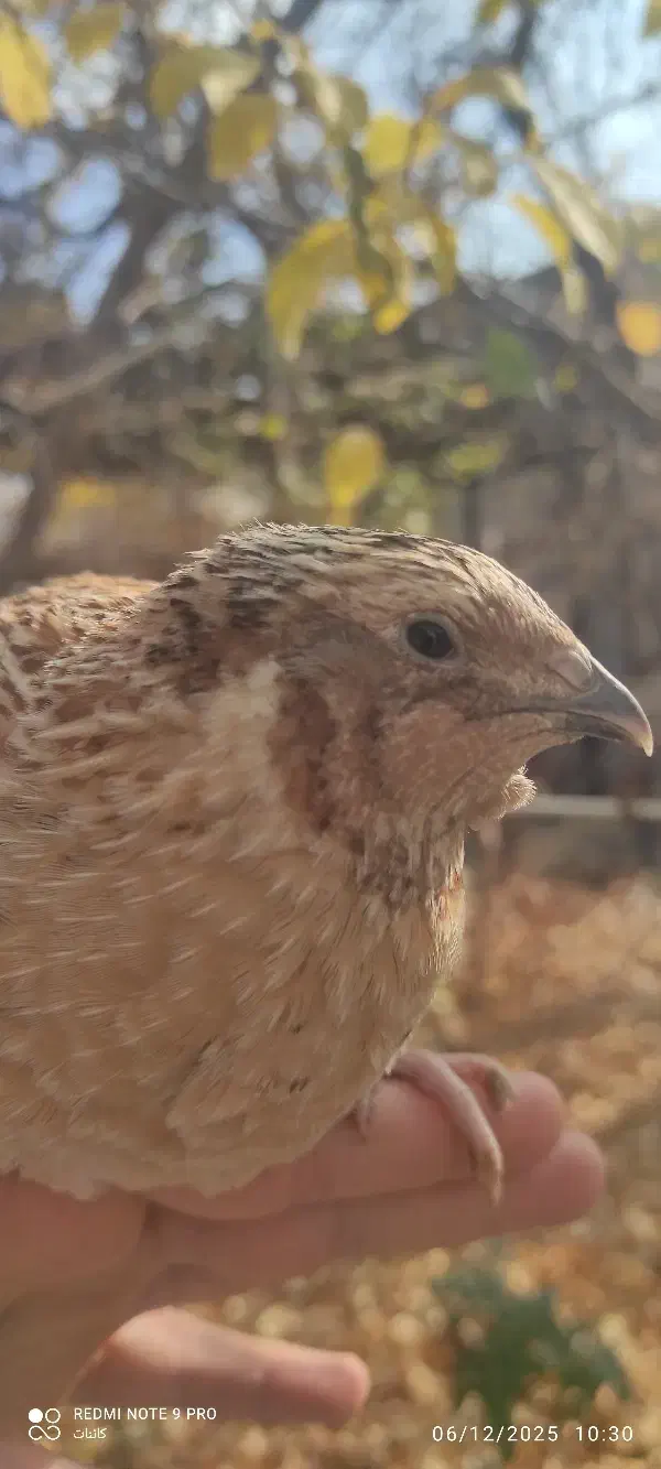 تخم بلدرچین خوراکی ارگانیک|خوردنی و آشامیدنی|خوانسار, |دیوار