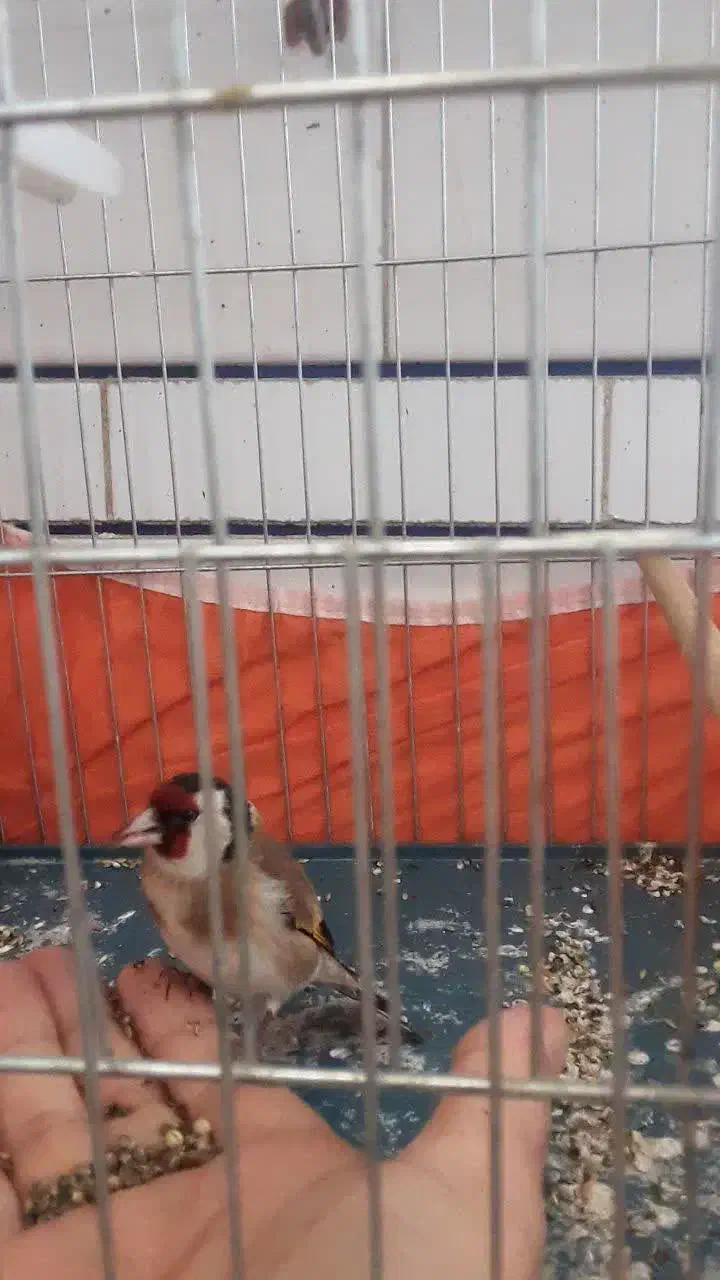 سهره|پرنده|خمینیشهر, |دیوار