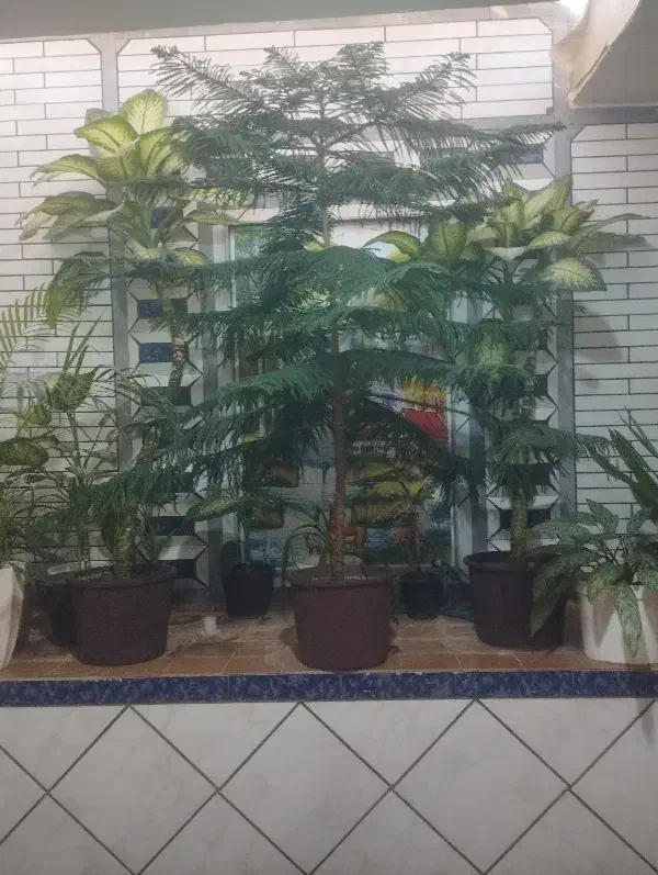 کاج مطبق نژاد خارجی|گل و گیاه طبیعی|کوه چنار, |دیوار