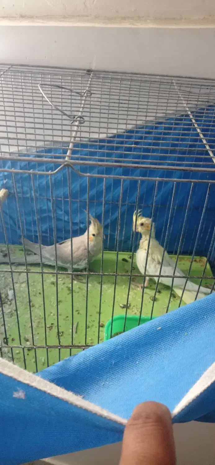 یک جفت عروس هلندی مولد و دو عدد جوجه 6ماهه|پرنده|فلاورجان, |دیوار