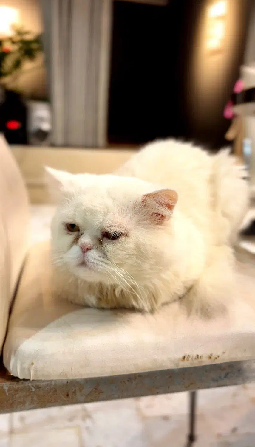 گربه پرشین|گربه|بهشهر, |دیوار