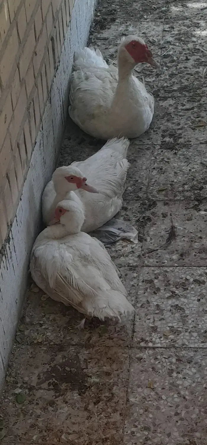 اردک روسی|حیوانات مزرعه|خرمشهر, |دیوار