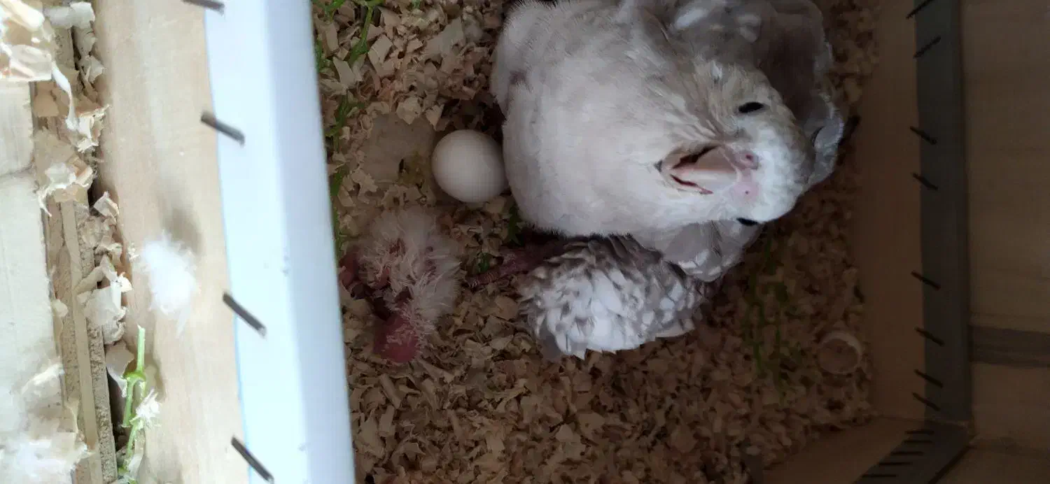 عروس هلندی مولد|پرنده|مشکیندشت, |دیوار